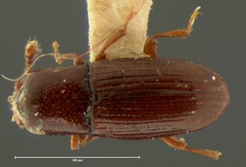 Media type: image;   Entomology 6825 Aspect: habitus dorsal view